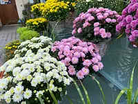 Herrmann Garten & Blumen AG - Klicken Sie, um das Bild 5 in einer Lightbox vergrössert darzustellen