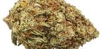 SWEET BERRY | CBD – CBDA < 17%