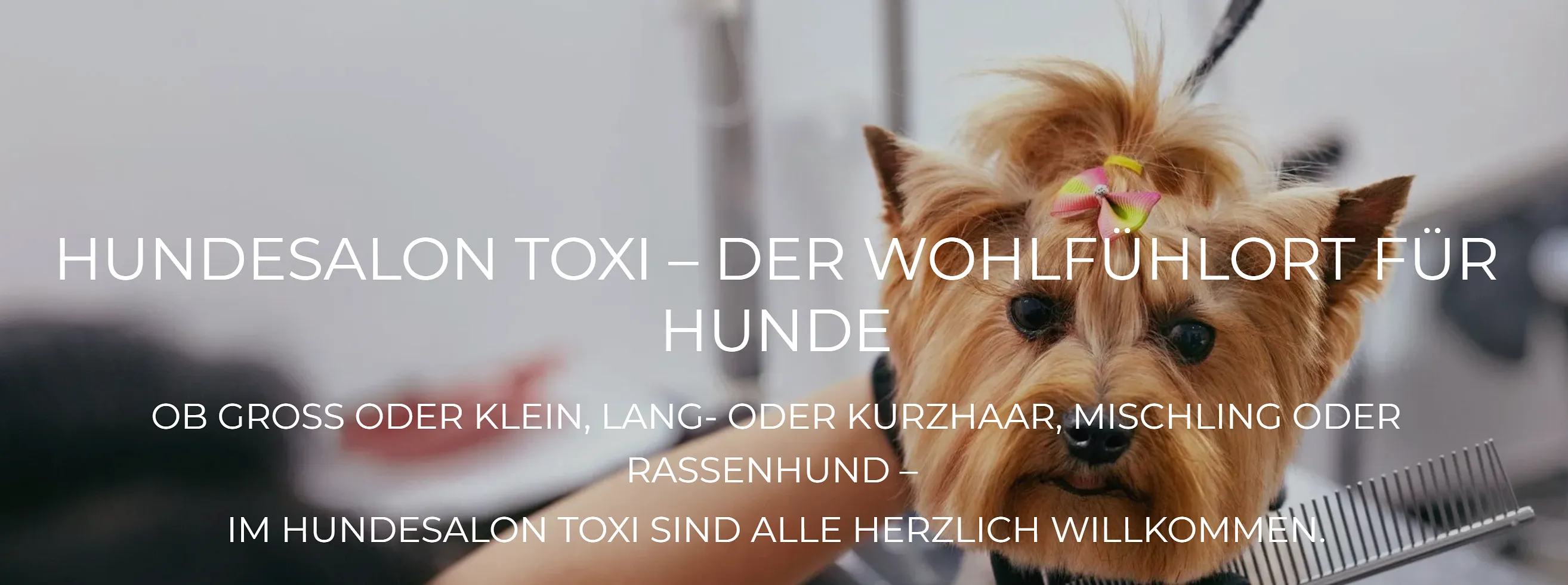 Hundesalon Toxi Horgen