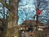 Baumpflege Hofstetter GmbH - Klicken Sie, um das Bild 4 in einer Lightbox vergrössert darzustellen