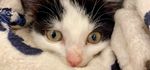 Toilettage chien, chat et NAC