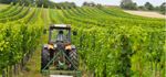 Viticulture