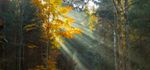 Reine Natur