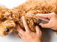 Hundesalon Pet Cut's – click to enlarge the image 5 in a lightbox