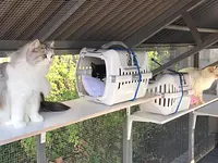 Hôtel pour chats 'Le Clozaley' – Cliquez pour agrandir l’image 10 dans une Lightbox