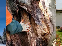 Kümin Baumpflege GmbH - Klicken Sie, um das Bild 6 in einer Lightbox vergrössert darzustellen