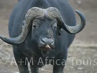 A + M Africa Tours GmbH - cliccare per ingrandire l’immagine 3 in una lightbox