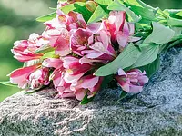 Blumen Grütter – click to enlarge the image 6 in a lightbox