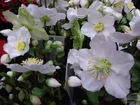 Blumen Petermann - Klicken Sie, um das Bild 6 in einer Lightbox vergrössert darzustellen