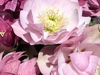 Blumen Weber - Klicken Sie, um das Bild 3 in einer Lightbox vergrössert darzustellen