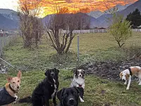 Le chien serein – Cliquez pour agrandir l’image 4 dans une Lightbox