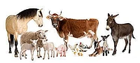 Tierarztpraxis Täuffelen-Logo