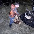 Une vache de race d'Hérens recevant du pain d'un enfant