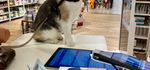 Pet-shop chien, chat et NAC