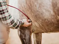 Réseau de soins vétérinaires équins (RéSoVet Equins) SA – click to enlarge the image 6 in a lightbox