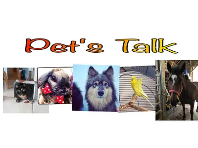 Pet's Talk communication animale