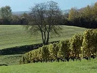Domaine Les Hutins – click to enlarge the image 6 in a lightbox