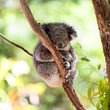Schlafender Koala, Australien