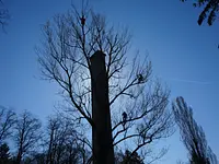 Baummaa Baumpflege GmbH - Klicken Sie, um das Bild 1 in einer Lightbox vergrössert darzustellen
