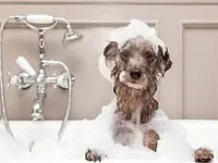 Hundesalon Trendy Dog - cliccare per ingrandire l’immagine 6 in una lightbox