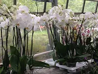 Blumen Müller - Klicken Sie, um das Bild 16 in einer Lightbox vergrössert darzustellen