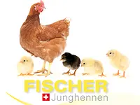 Fischer Junghennen - cliccare per ingrandire l’immagine 1 in una lightbox