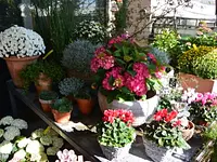 Strickler Blumen & Gärten AG - Klicken Sie, um das Bild 16 in einer Lightbox vergrössert darzustellen