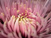 Blumen Iseli - Klicken Sie, um das Bild 15 in einer Lightbox vergrössert darzustellen