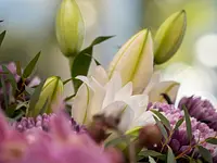 Schneebeli Blumen & Garten - Klicken Sie, um das Bild 23 in einer Lightbox vergrössert darzustellen