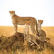 Gepardenfamilie, Tanzania