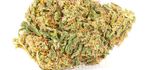 MASTER KUSH | CBD – CBDA < 15%
