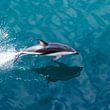 Delfin Milford Sound, Neuseeland