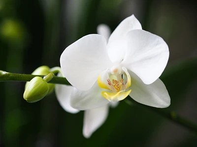 Schweizer Orchideen, persönlich für Sie ausgesucht.