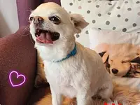Hundesalon Trendy Dog - cliccare per ingrandire l’immagine 5 in una lightbox