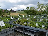 Wildpflanzengärtnerei Flora di Berna – Cliquez pour agrandir l’image 2 dans une Lightbox