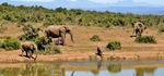SAFARIS