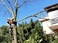 Davide Pirotta Lavori Forestali e tree climbing – Cliquez pour agrandir l’image 4 dans une Lightbox