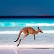 Kangaroo an der Lucky Bay, Cape Le Grand Nationalpark, Australien