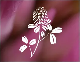 Fleur de Trèfle