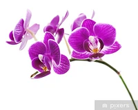 Orchidée-Logo