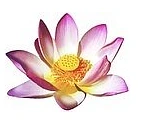 Lotus Thai-Massage logo