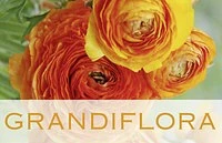 Grandiflora Blumenatelier GmbH-Logo