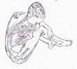 Praxis für Physiotherapie und manuelle Lymphdrainage Bucher Anna-Logo