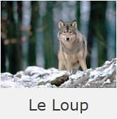 Le Loup-Logo