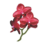 Institut Orchidée logo