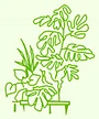 Plantes Vertes Service