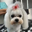 Hundesalon Glamour