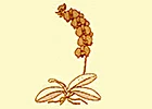 Logo Istituto di bellezza Orchidea
