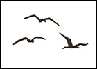 Varin Maselcha Tessa logo