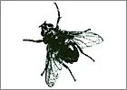 Logo Appenzeller Insektengitter GmbH